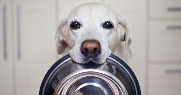 best automatic dog feeders